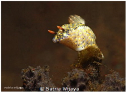 lets jump little barongsai (Hypselodoris infucata) by Satria Wijaya 